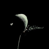 IMG 0084