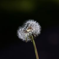 IMG 3666